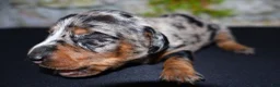 Miniature Dachshund dogs for sale: Miniature Dachshund Puppy 4 - Ad 2