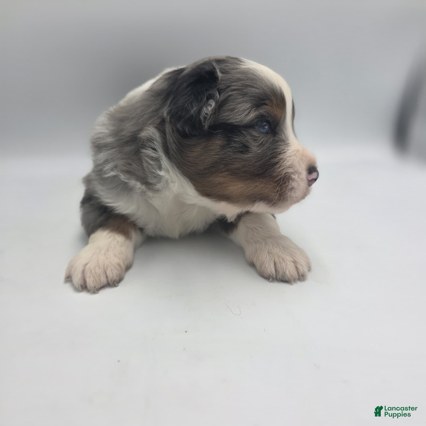 Australian Shepherd dogs for sale: Mo - Ad 4