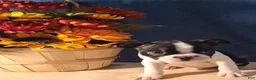 Boston Terrier dogs for sale: Eric - Ad 5