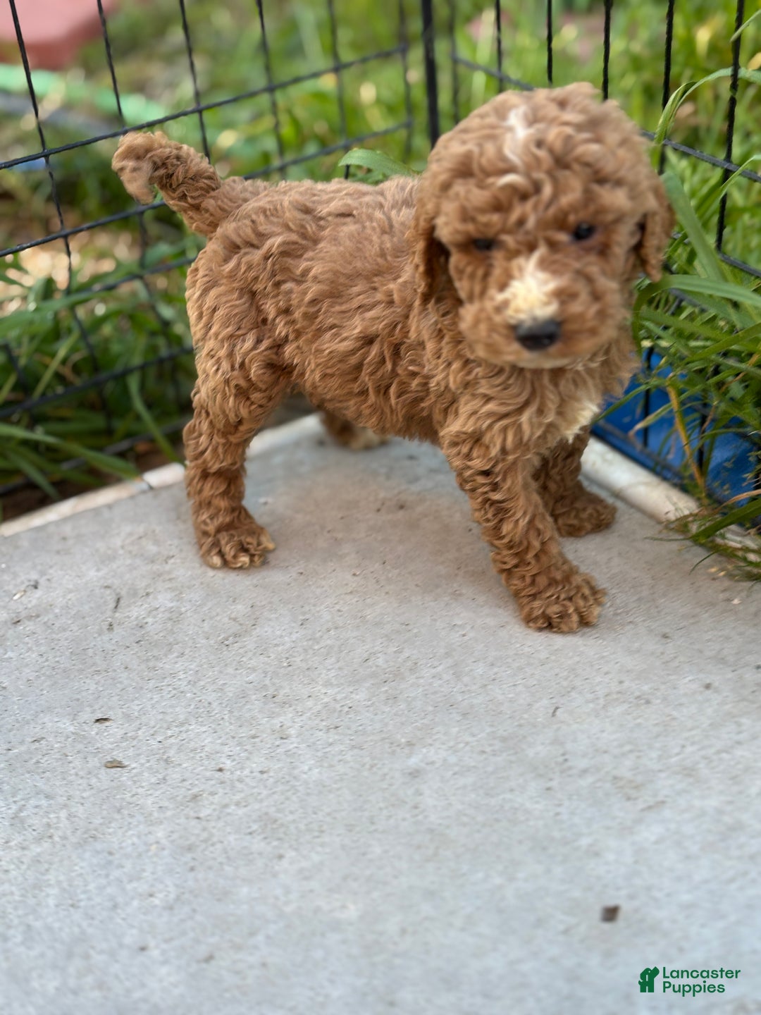 Standard Poodle dogs for sale: Atlas - Ad 2