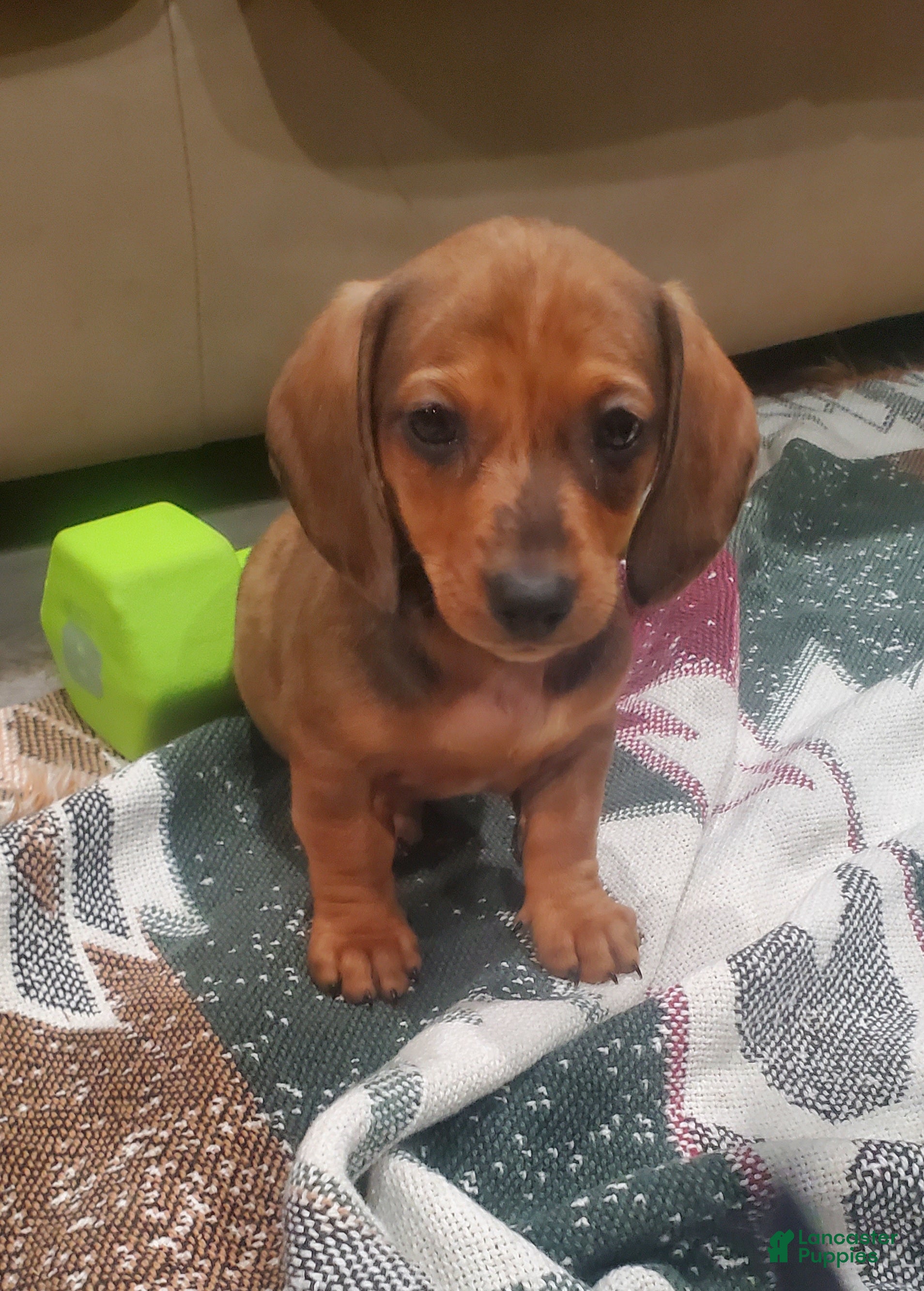 Miniature Dachshund dogs Freckles - Ad 23
