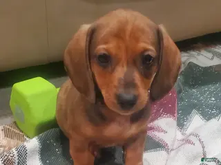 Miniature Dachshund dogs Freckles - Ad 10