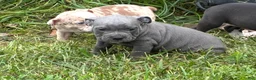 Olde English Bulldogge dogs for sale: Olde English Bulldogge 8 - Ad 8