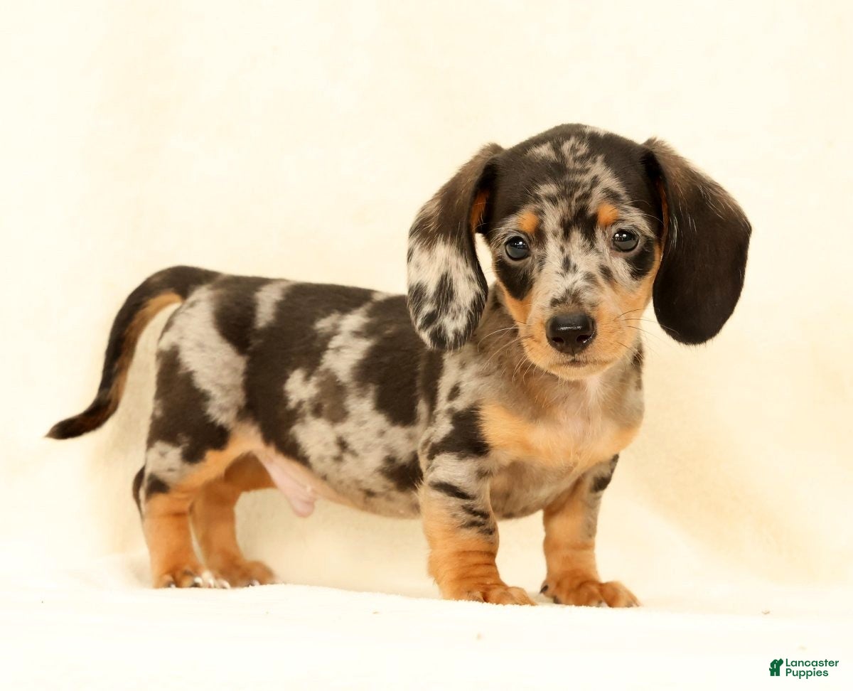 Miniature Dachshund dogs Winston - Ad 2