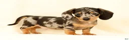 Miniature Dachshund dogs for sale: Winston - Ad 2