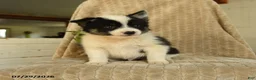 Pomsky dogs for sale: Boomer - Ad 4