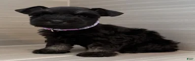 Bonnie