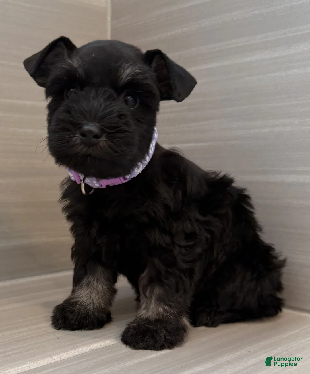 Miniature Schnauzer dogs for sale: Bonnie - Ad 1