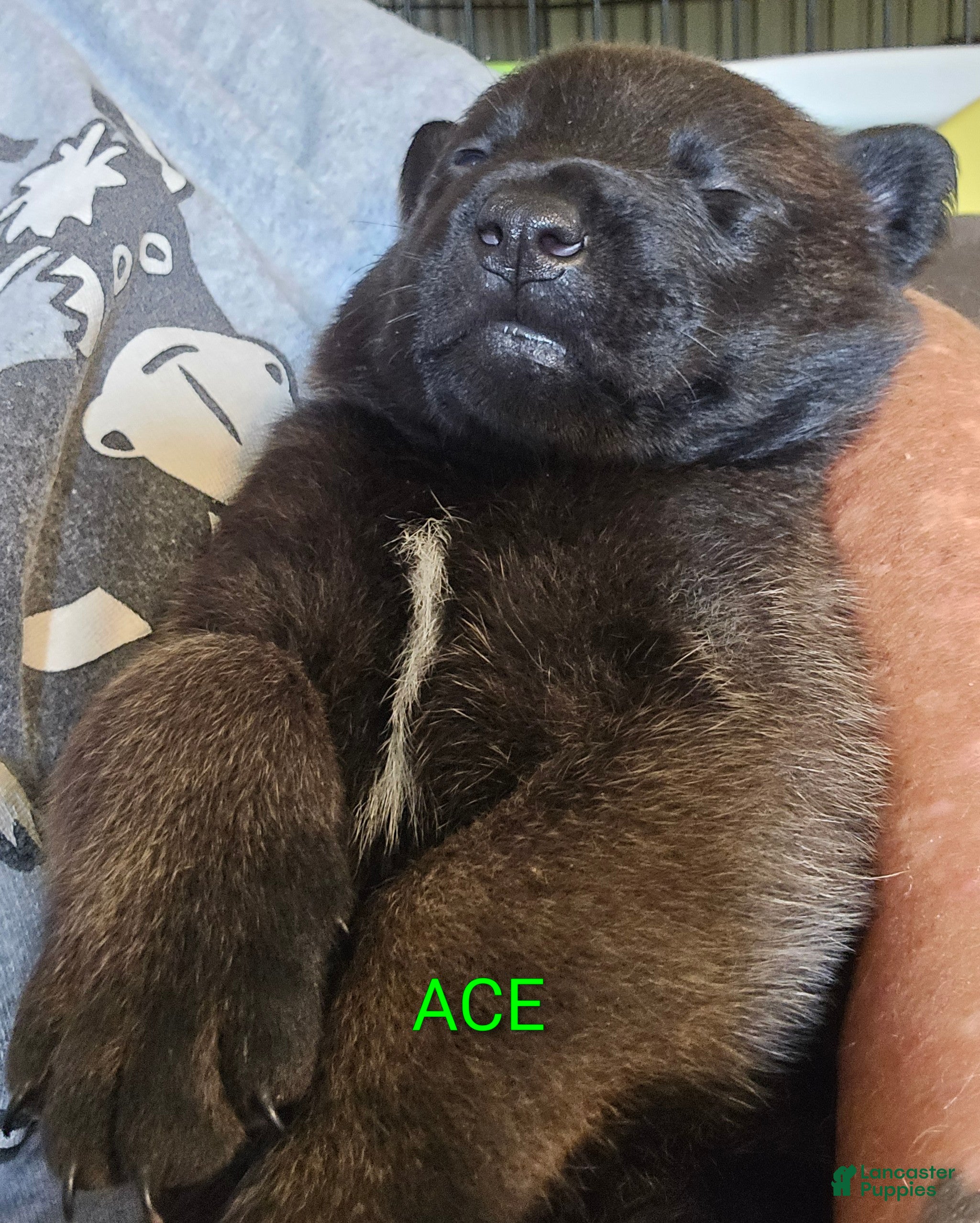 Belgian Malinois dogs Belgian Malinois 5 - Ad 1