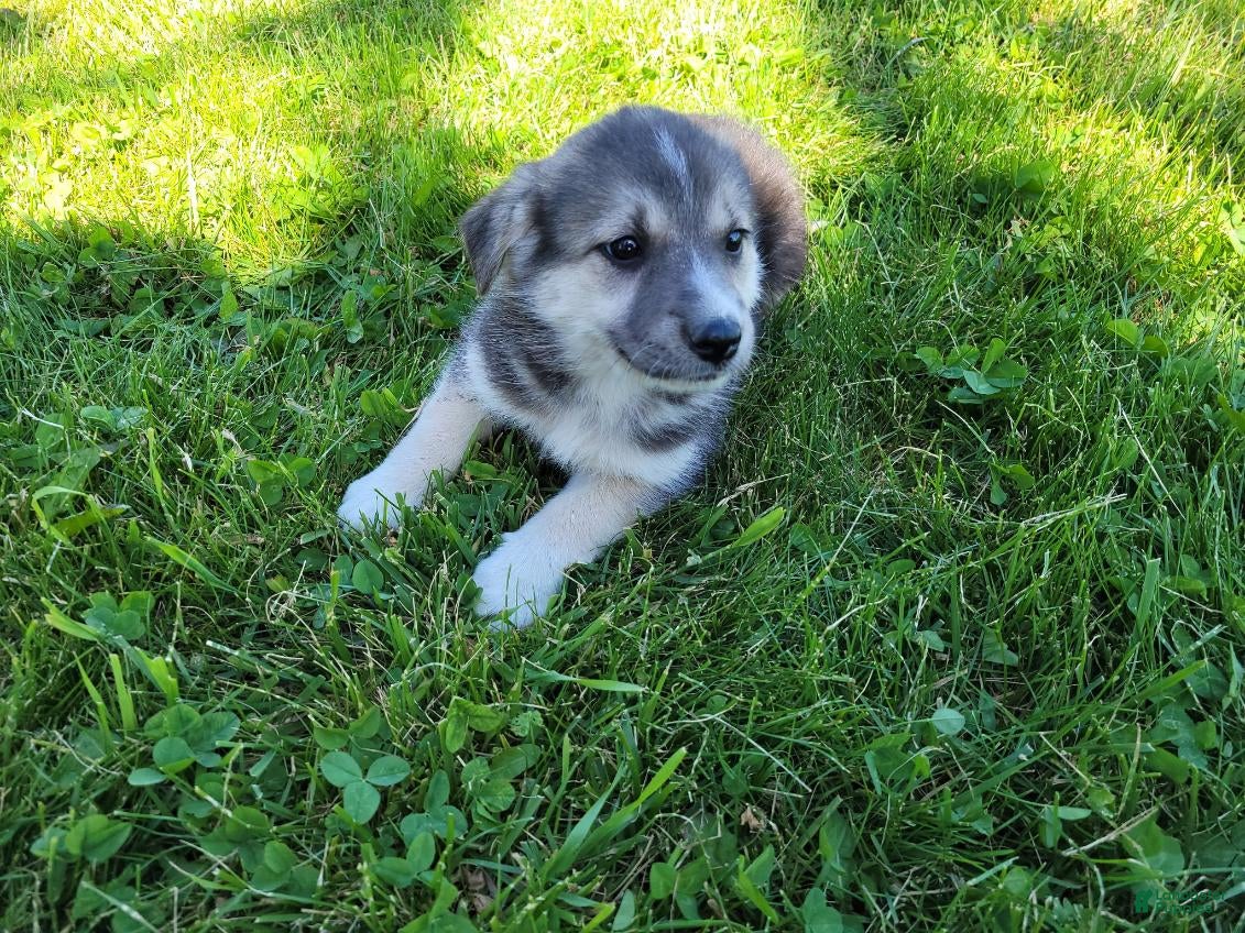 Gerberian Shepsky dogs Jackie - Ad 2