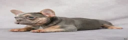 French Bulldog dogs for sale: Belle - Ad 7