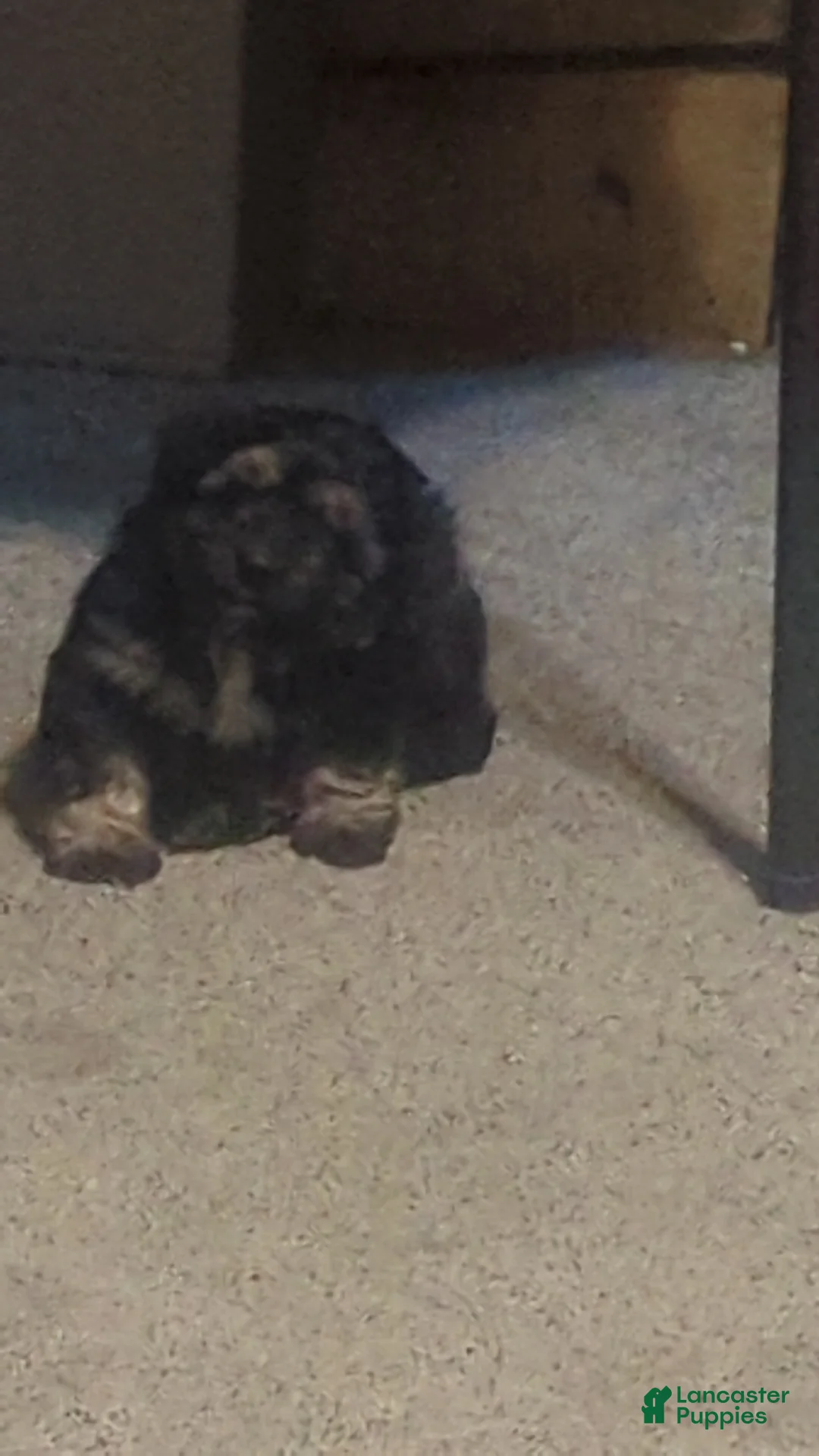 Aussiedoodle dogs for sale: Aussiedoodle Puppy 1 - Ad 2