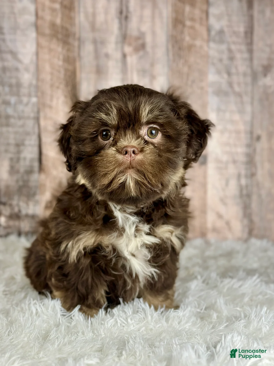 Shih Tzu dogs for sale: Boy Kobe - 8933 - Ad 1
