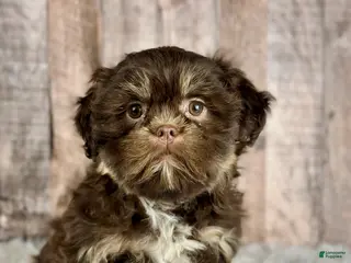 Shih Tzu dogs Boy Kobe - 8933 - Ad 18