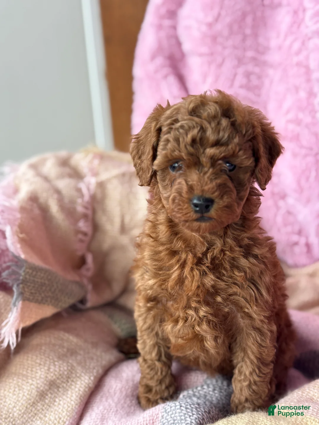 Toy Poodle dogs for sale: Norra - Ad 12