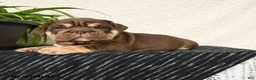 English Bulldog dogs for sale: Rayne - Ad 4