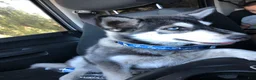 Pitsky dogs for sale: Pitsky 7 - Ad 13
