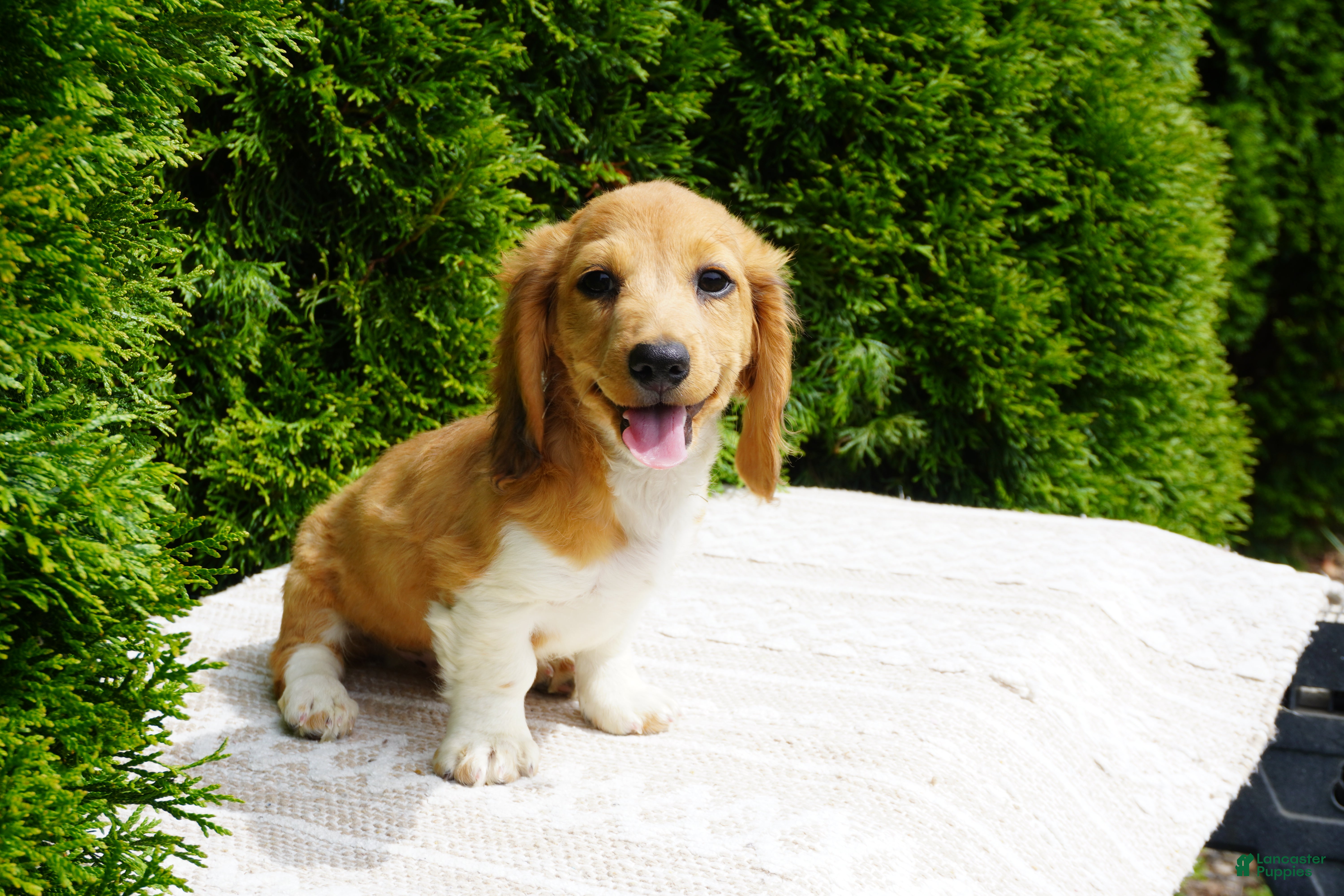 Miniature Dachshund dogs Benny - Ad 1