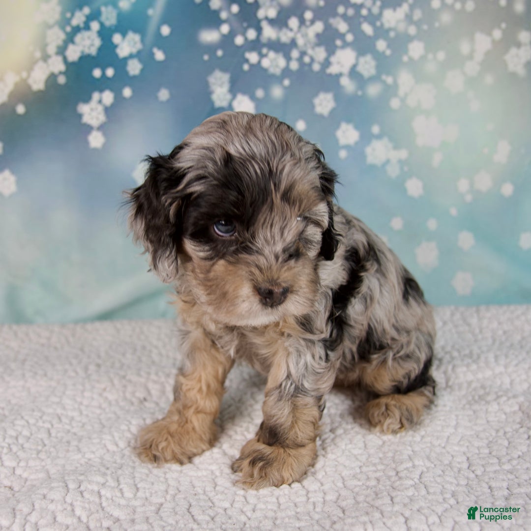 Cockapoo dogs for sale: Chloe - Ad 2