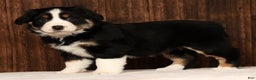Miniature Australian Shepherd dogs for sale: Twilight - Ad 2