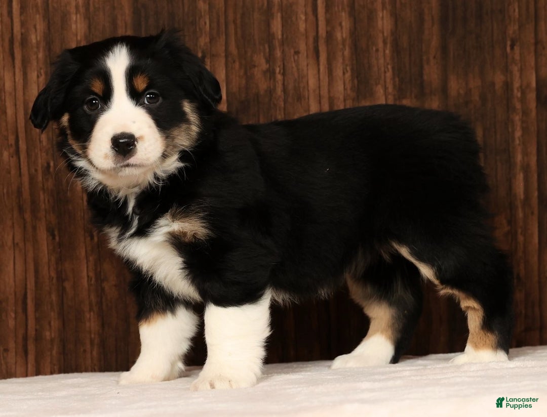 Miniature Australian Shepherd dogs for sale: Twilight - Ad 2