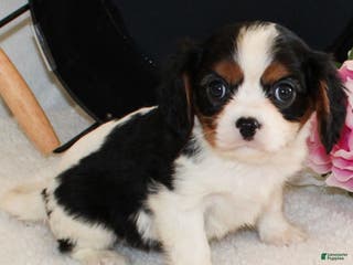 Cavalier King Charles Spaniel dogs Congo - Ad 1