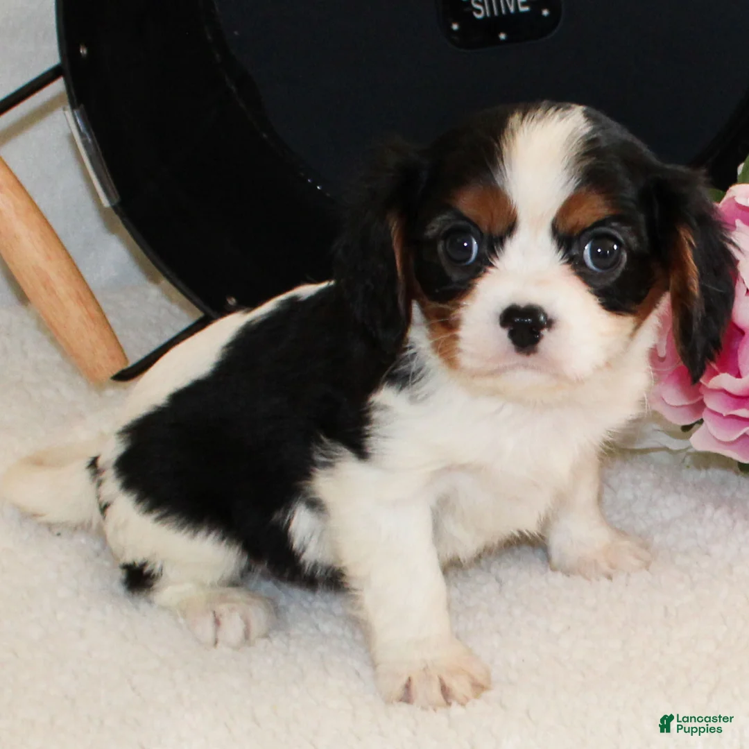 Cavalier King Charles Spaniel dogs for sale: Congo - Ad 2