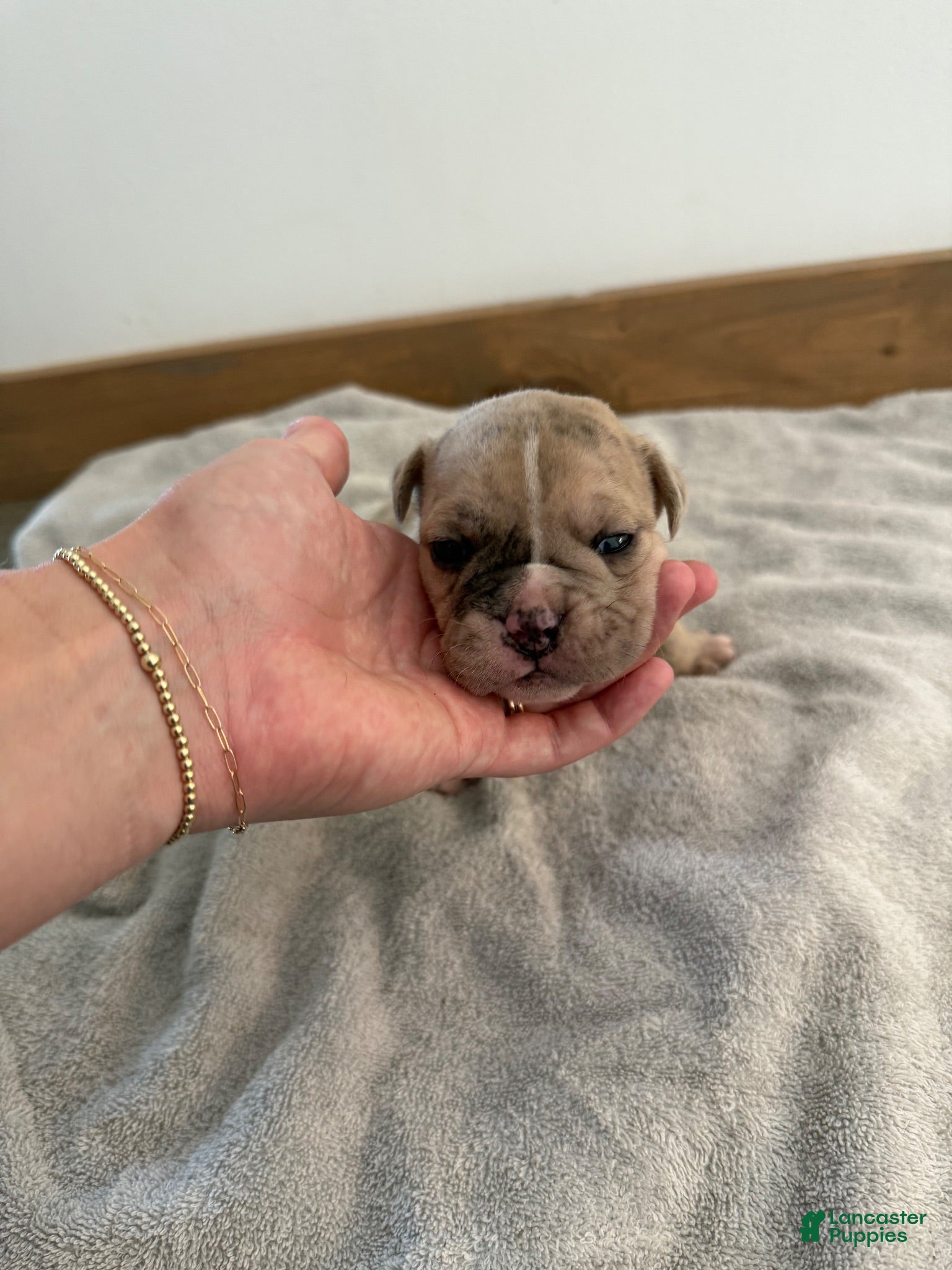 Olde English Bulldogge dogs Olde English Bulldogge 5 - Ad 42