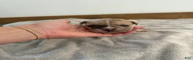 Olde English Bulldogge 5