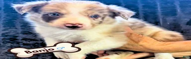Banjo