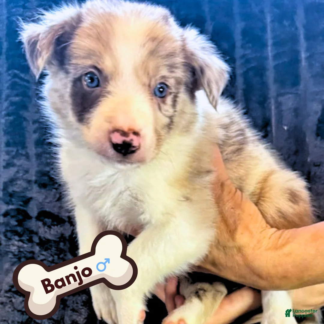 Border Collie dogs for sale: Banjo - Ad 1