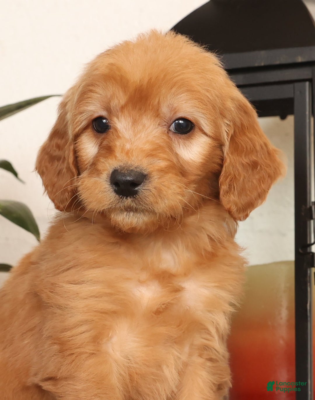 Mini Goldendoodle dogs for sale: Melvin - Ad 9