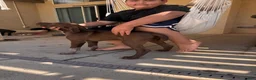 German Shorthaired Pointer dogs for sale: Socks - Ad 4