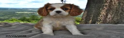 Cavalier King Charles Spaniel dogs for sale: Max - Ad 1
