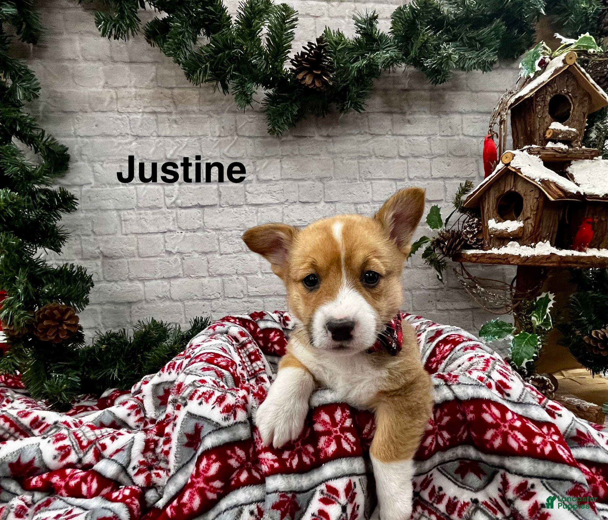 Welsh Corgi Pembroke dogs Justine - Ad 20