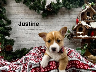 Welsh Corgi Pembroke dogs Justine - Ad 20