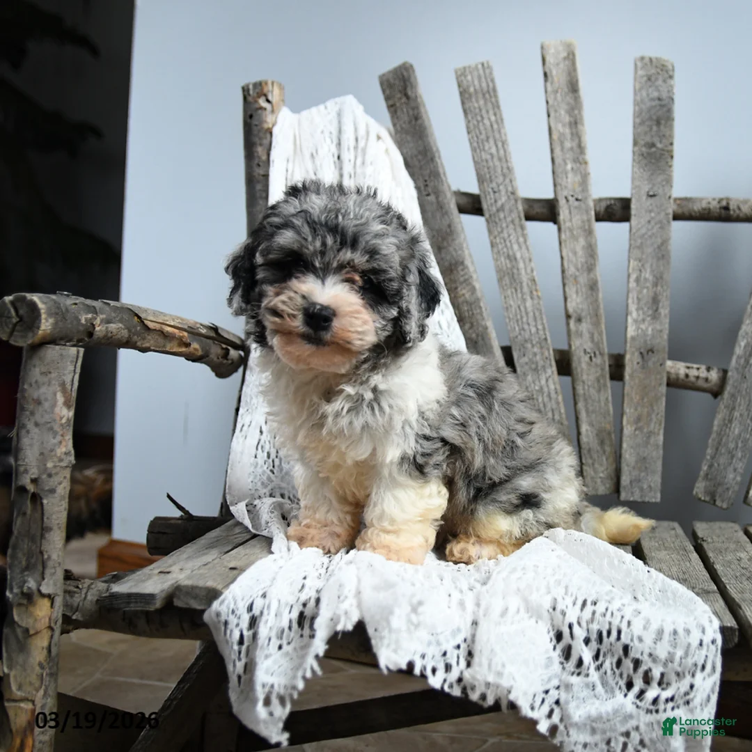 Cavapoo dogs for sale: Josphine - Ad 3