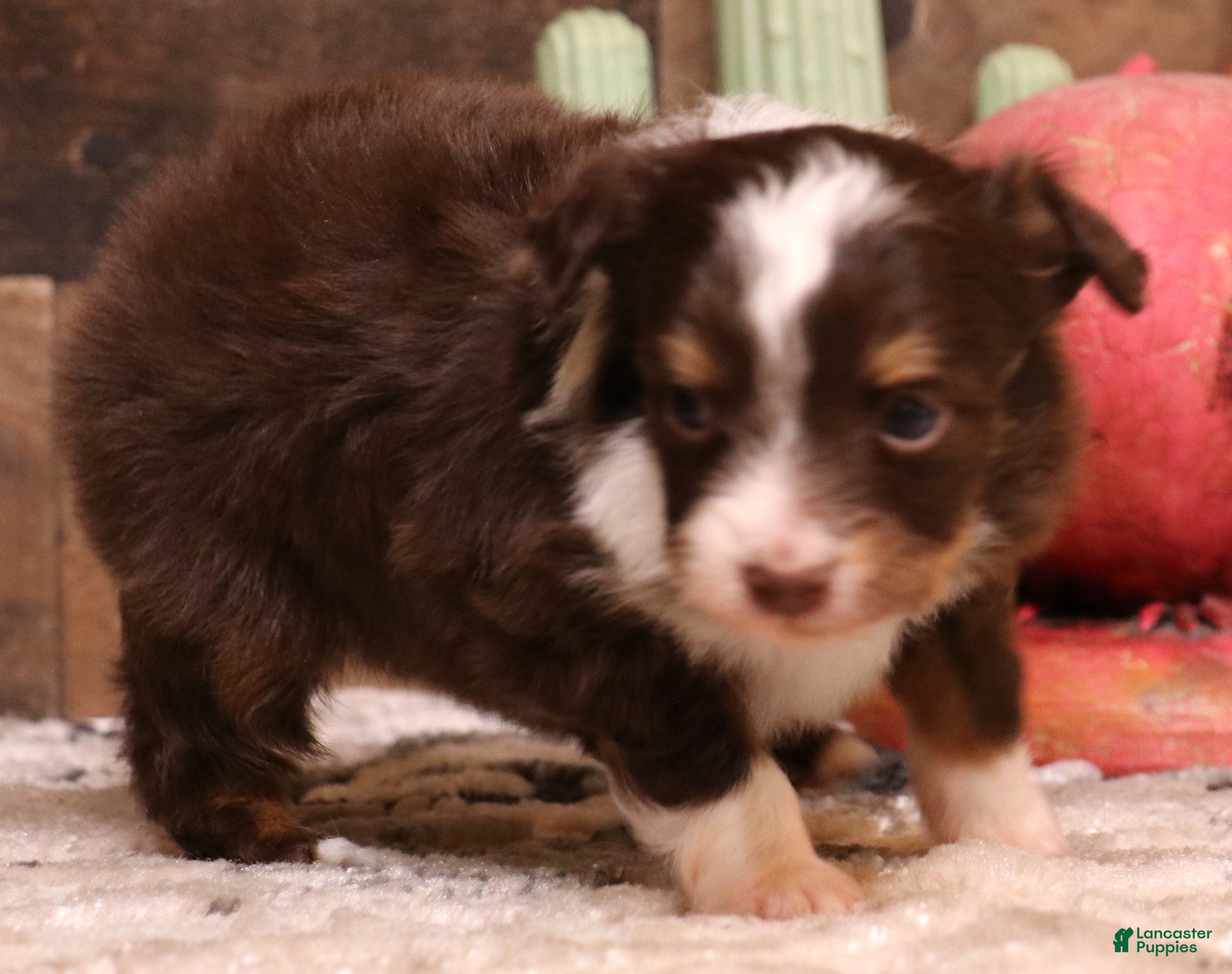 Toy Australian Shepherd dogs Spencer red tri male - Ad 7