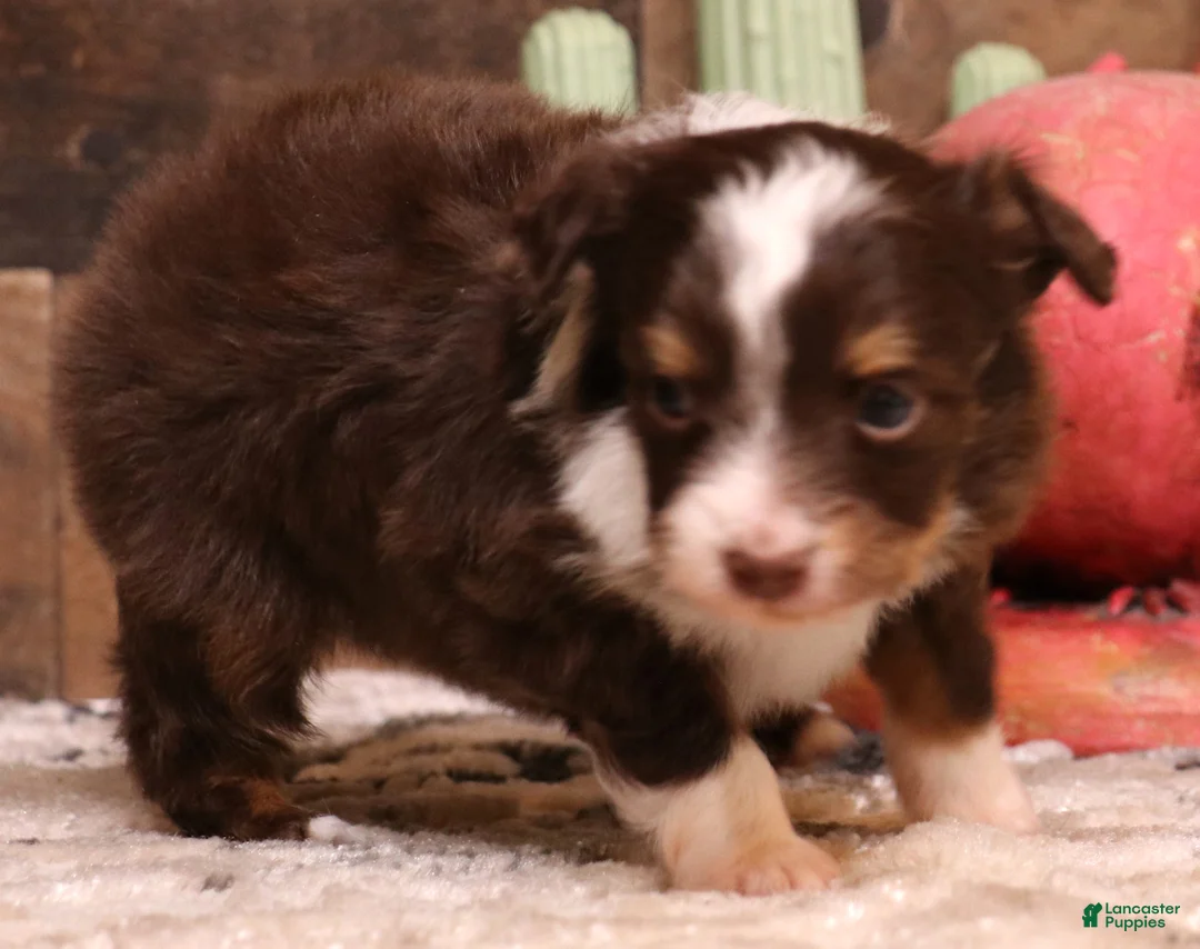 Toy Australian Shepherd dogs for sale: Spencer red tri male - Ad 1