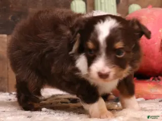 Toy Australian Shepherd dogs Spencer red tri male - Ad 7