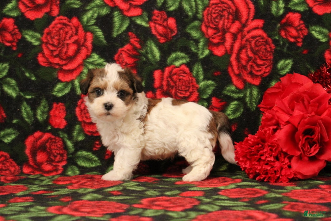 Maltipoo dogs for sale: Howard - Ad 3