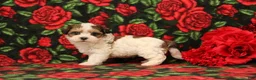 Maltipoo dogs for sale: Howard - Ad 3