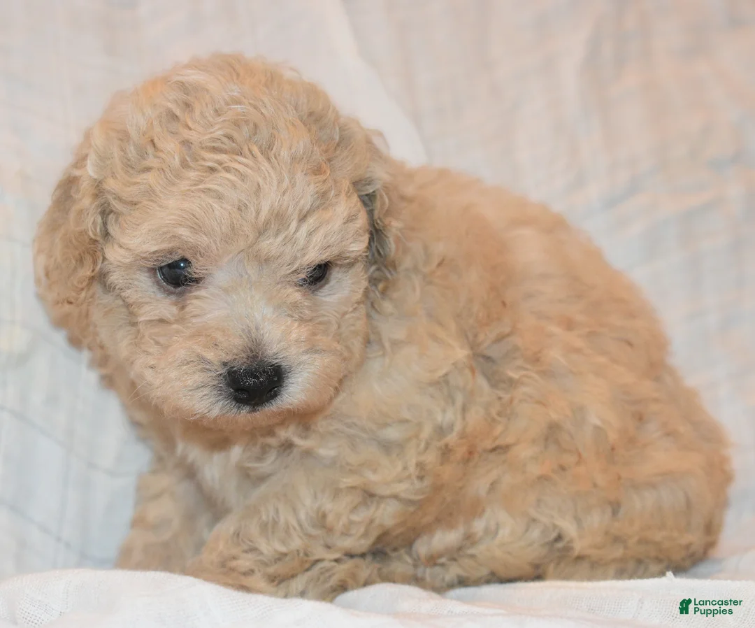 Toy Poodle dogs for sale: Toy Poodle 2 - Ad 2