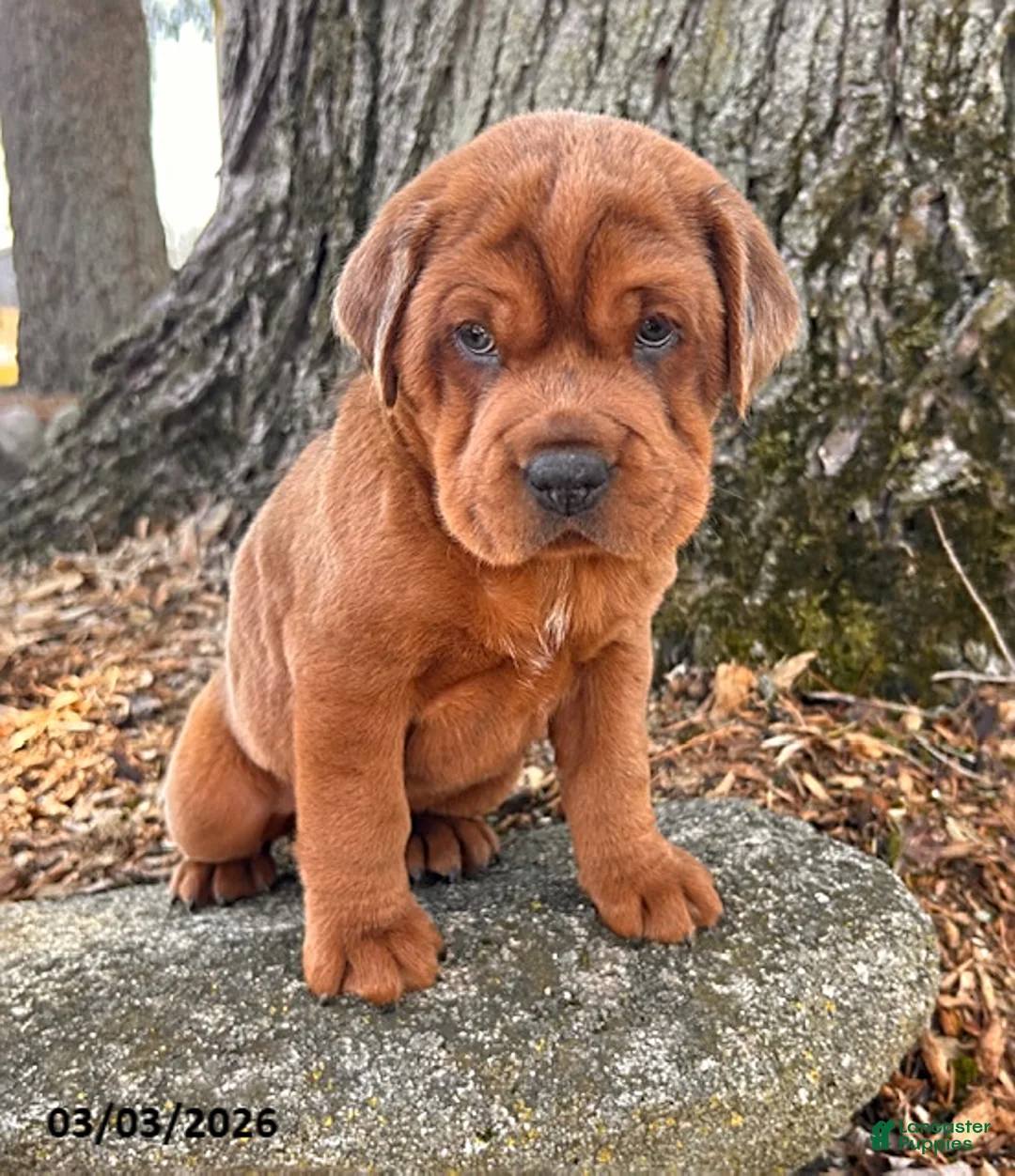 Mini Hippo dogs for sale: Hagen - Ad 2