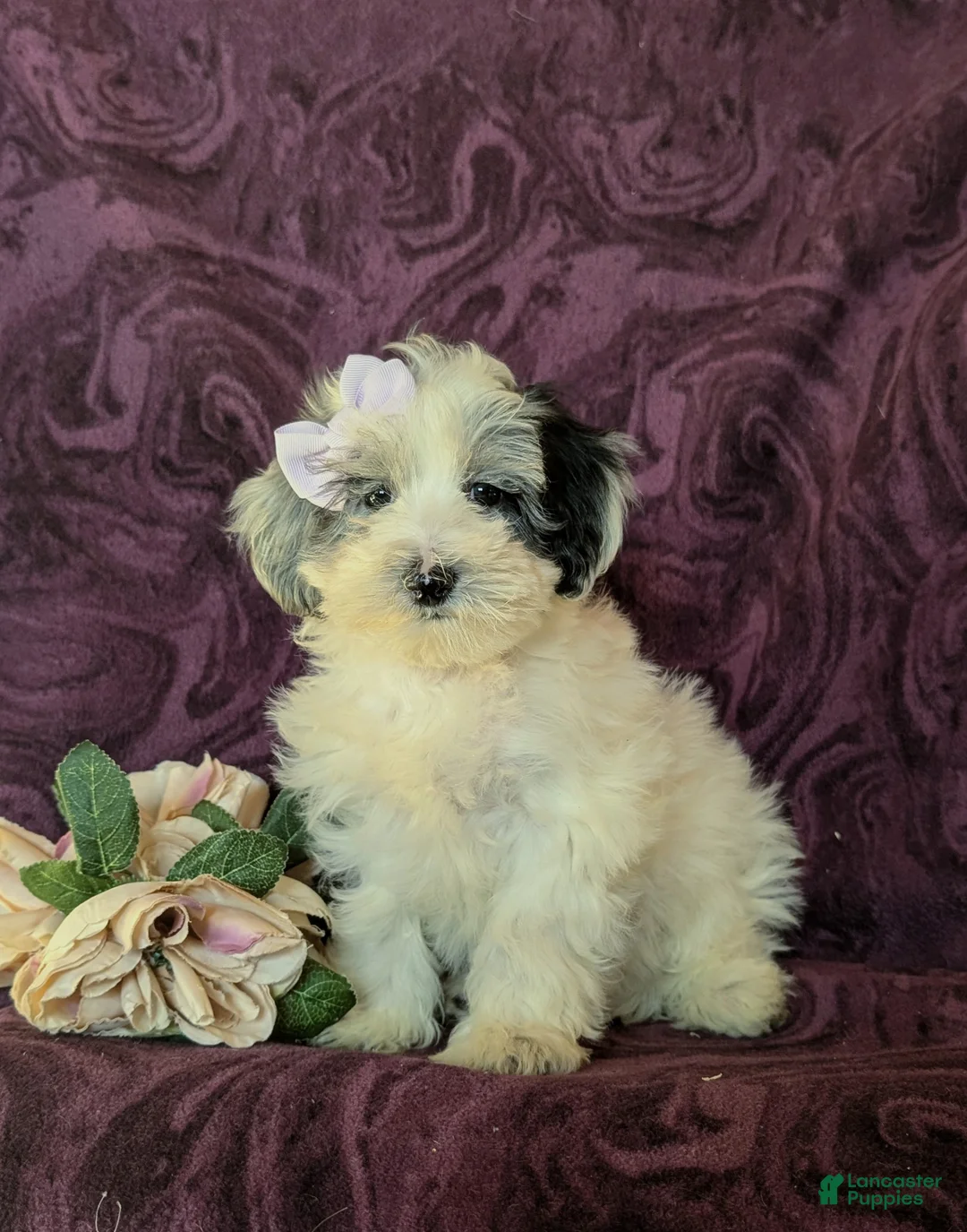 Maltipoo dogs for sale: Devanie - Ad 2
