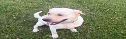 Labrador Retriever dogs for sale: Frankie - Ad 4