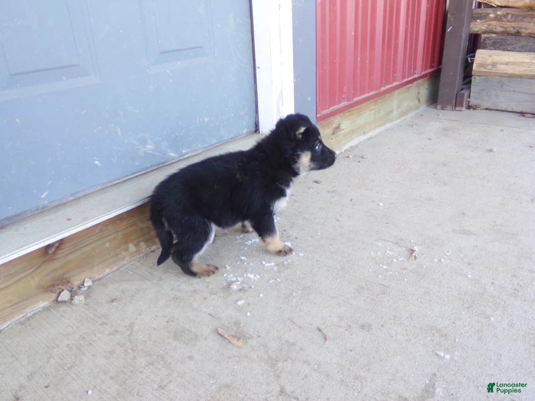 German Shepherd dogs for sale: Carley - Ad 2
