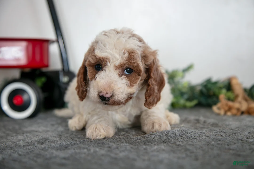 Miniature Poodle dogs for sale: Freya - Ad 3