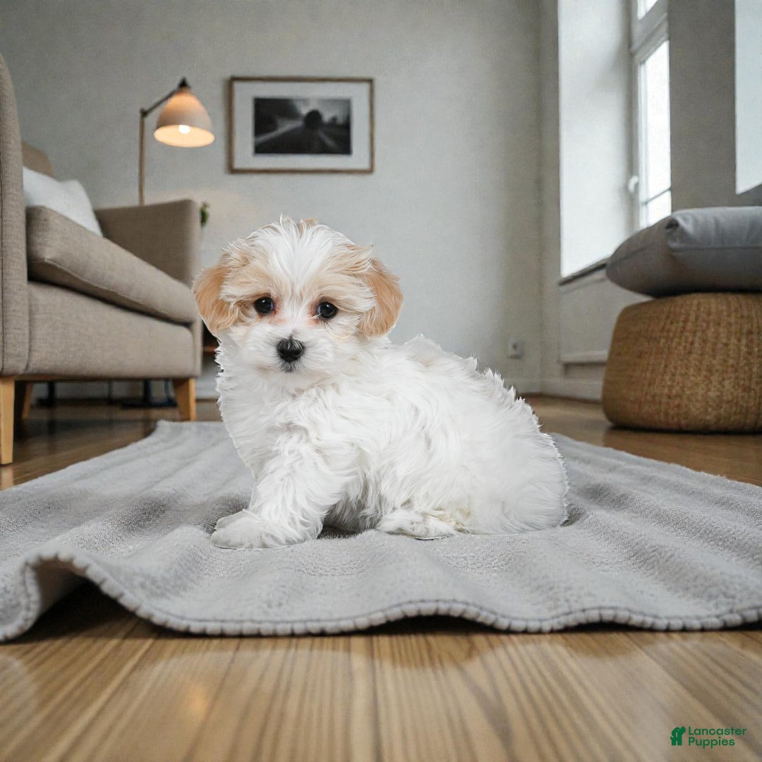 Maltipoo dogs for sale: rocky - Ad 3
