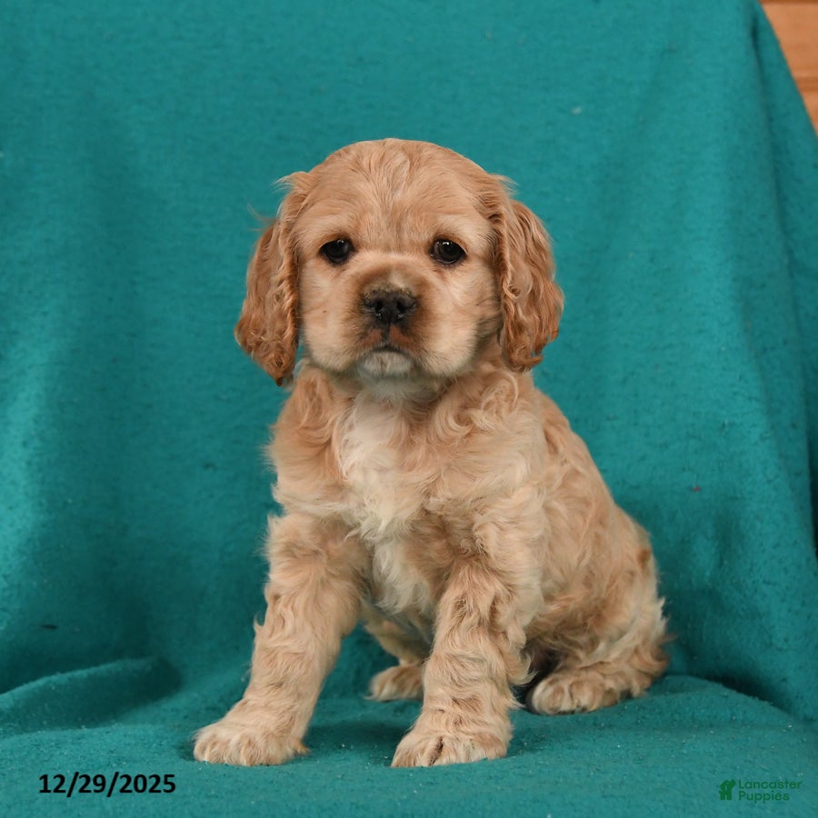 Cocker Spaniel dogs Charlie - Ad 20